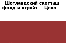 Шотландский скоттиш фолд и страйт  › Цена ­ 1 500 - Кемеровская обл., Прокопьевск г. Животные и растения » Кошки   . Кемеровская обл.,Прокопьевск г.